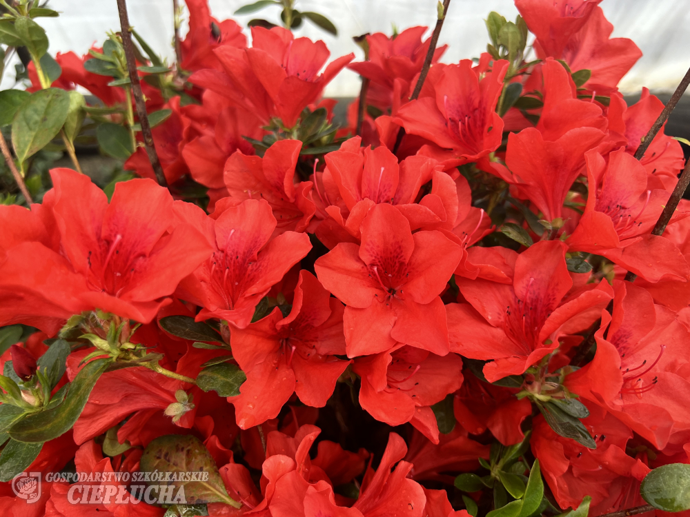 Азалия японская Санта Мария